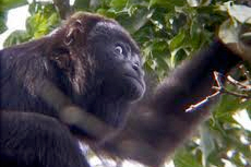 Costa Maya Wildlife Tour cruise excursion